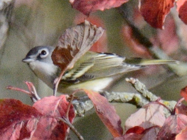 Blue-headed Vireo - ML643839133
