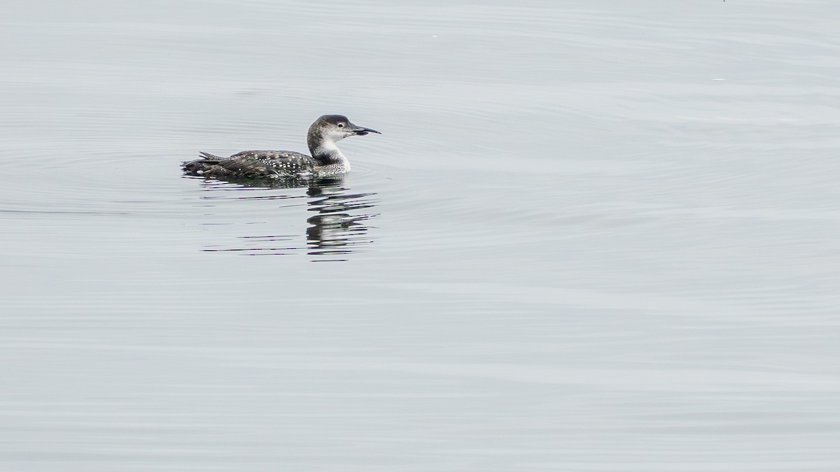 Common Loon - ML643839135