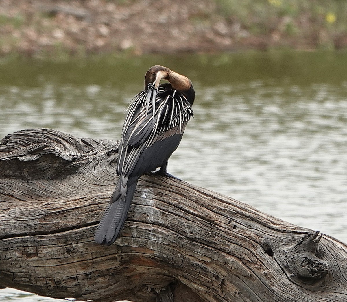 African Darter - ML643839140