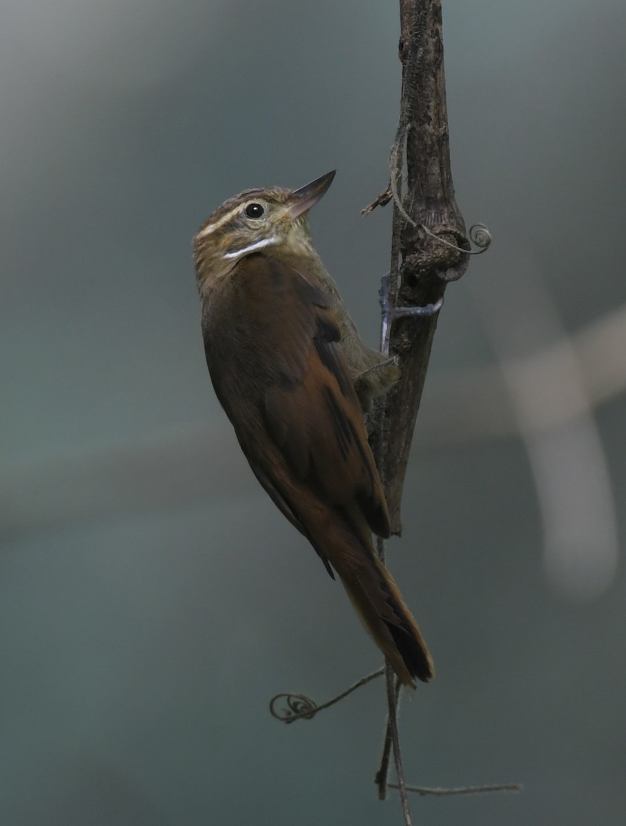 Northern Plain-Xenops - ML643839144