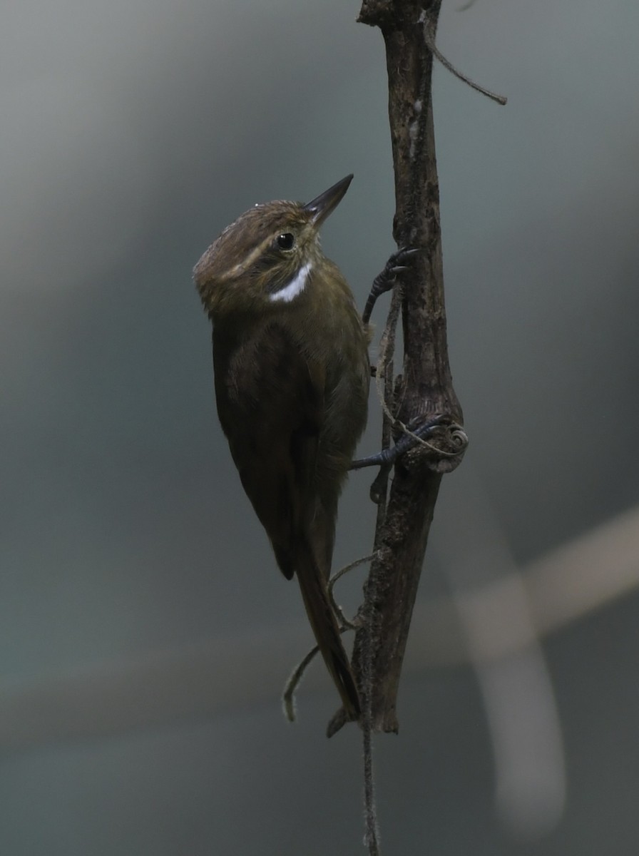 Northern Plain-Xenops - ML643839145