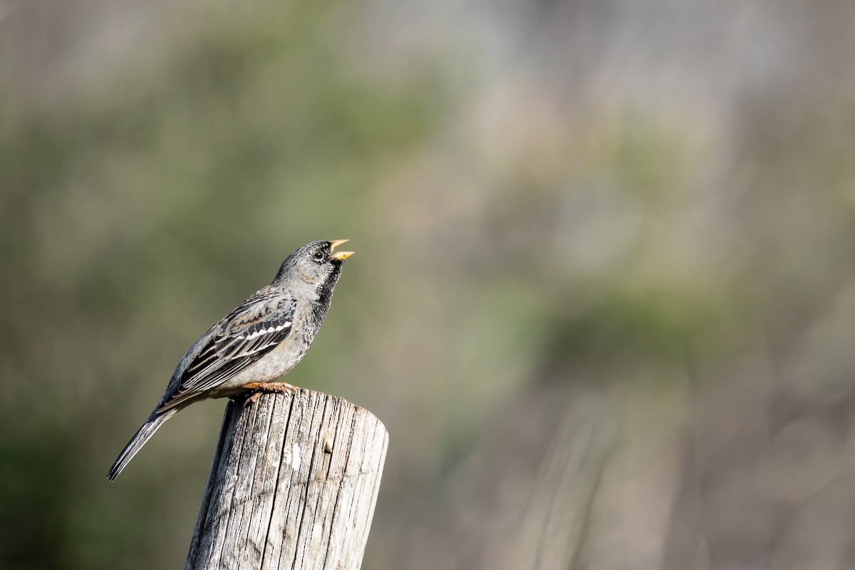 Mourning Sierra Finch - ML643839160