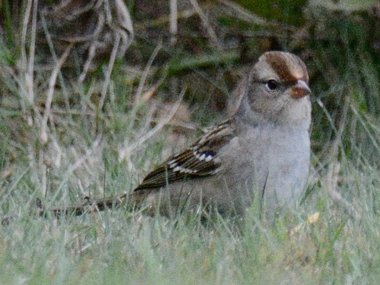 White-crowned Sparrow (leucophrys) - ML643839163