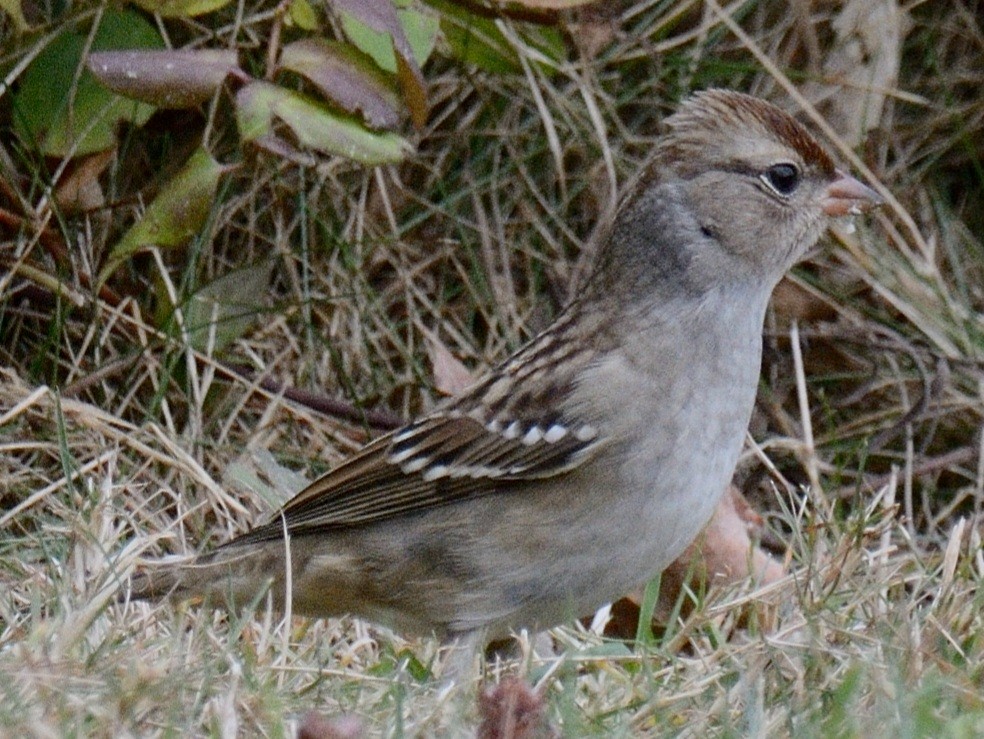White-crowned Sparrow (leucophrys) - ML643839164