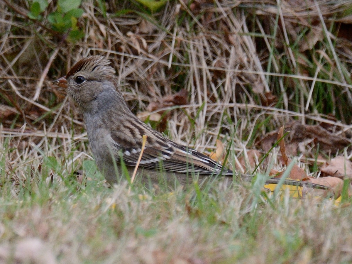 White-crowned Sparrow (leucophrys) - ML643839165