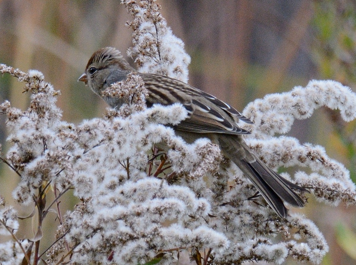 White-crowned Sparrow (leucophrys) - ML643839166