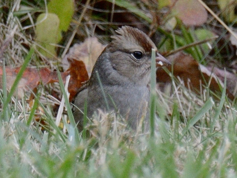 White-crowned Sparrow (leucophrys) - ML643839167