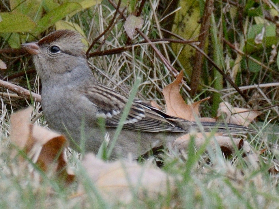 White-crowned Sparrow (leucophrys) - ML643839168