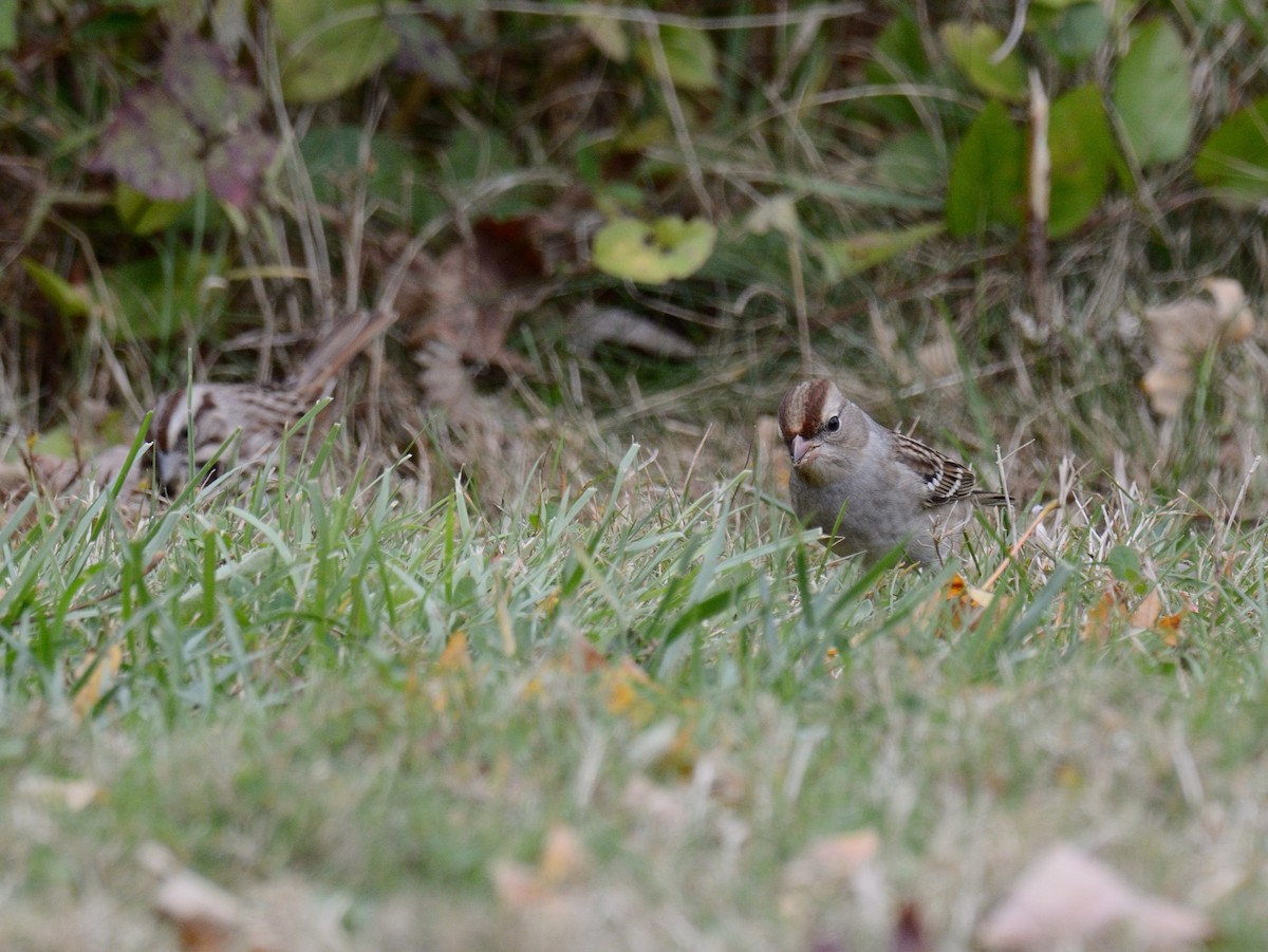 White-crowned Sparrow (leucophrys) - ML643839169
