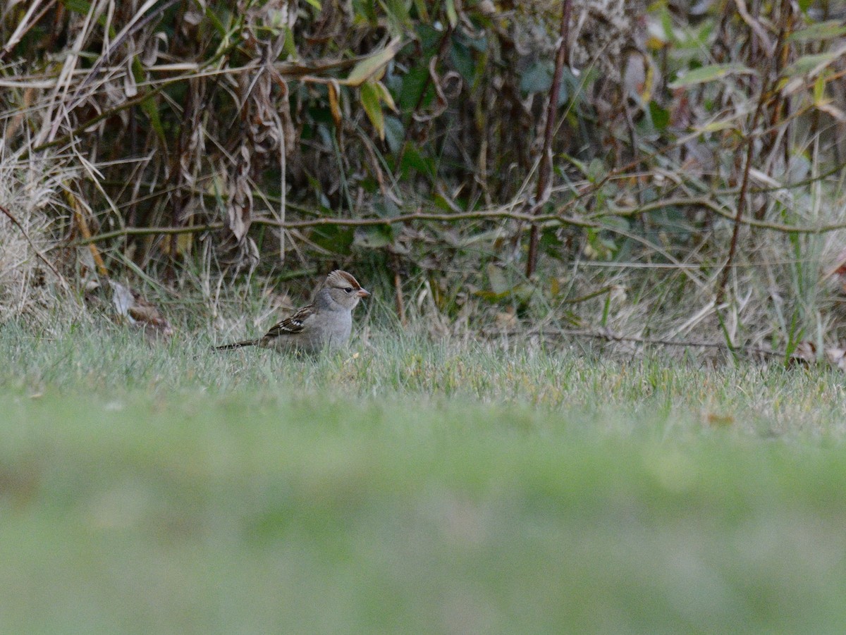 White-crowned Sparrow (leucophrys) - ML643839170