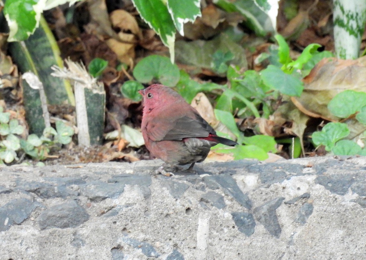 Red-billed Firefinch - ML643839175