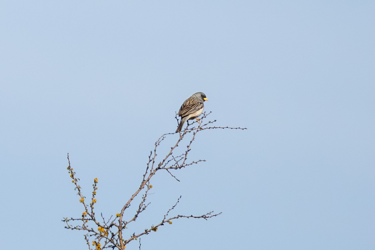 Band-tailed Sierra Finch - ML643839179