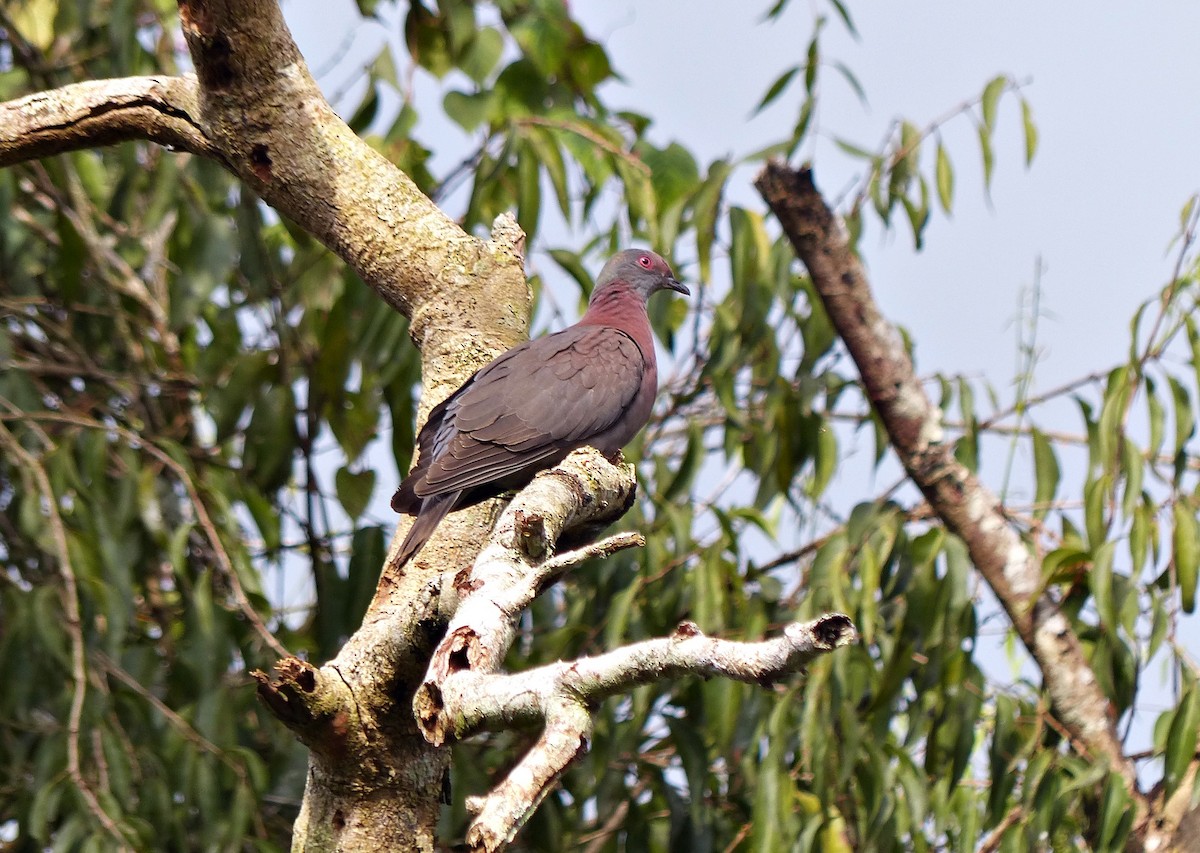 Pale-vented Pigeon - ML643839203