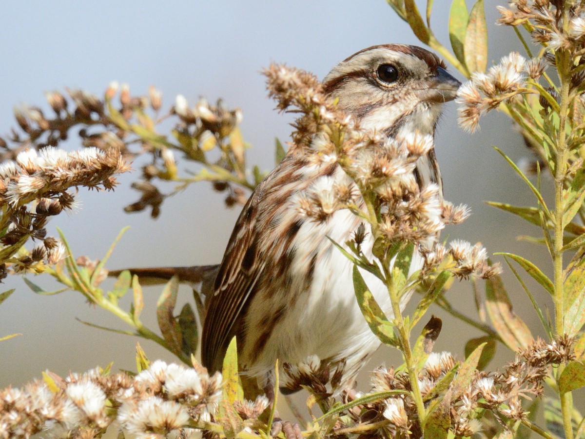 Song Sparrow (melodia/atlantica) - ML643839204