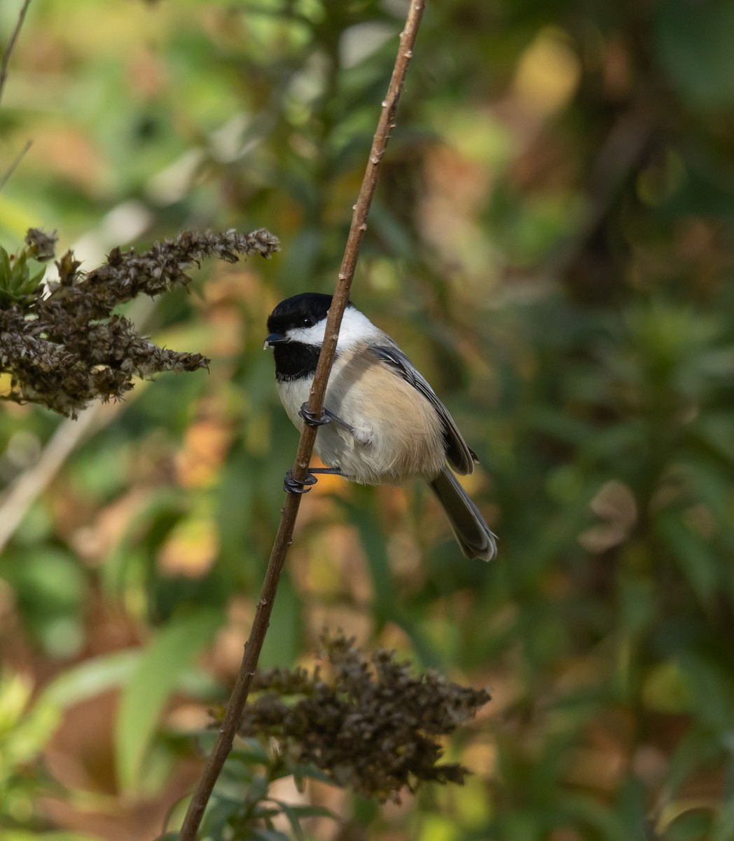 Black-capped Chickadee - ML643839208