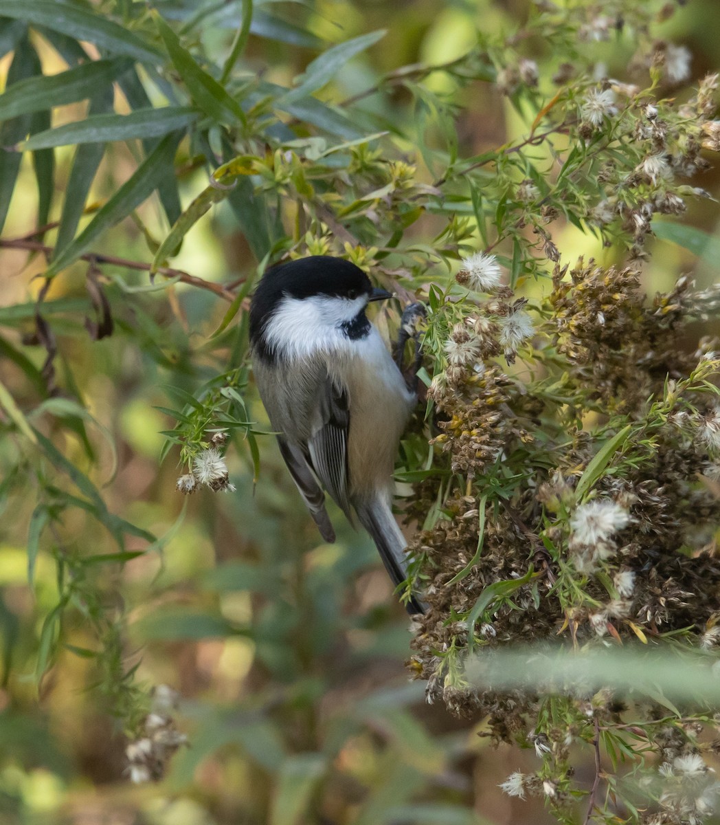 Black-capped Chickadee - ML643839209