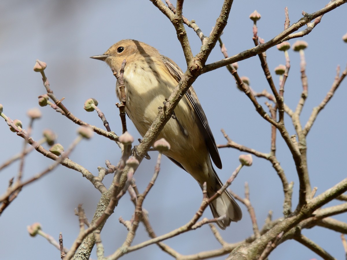 Yellow-rumped Warbler (Myrtle) - ML643839220