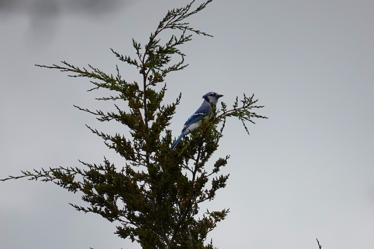 Blue Jay - ML643839222