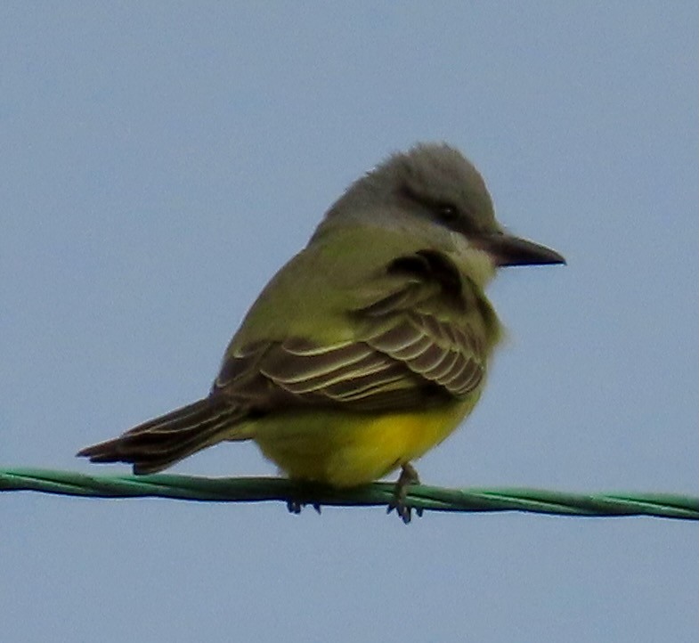 Tropical Kingbird - ML643839227