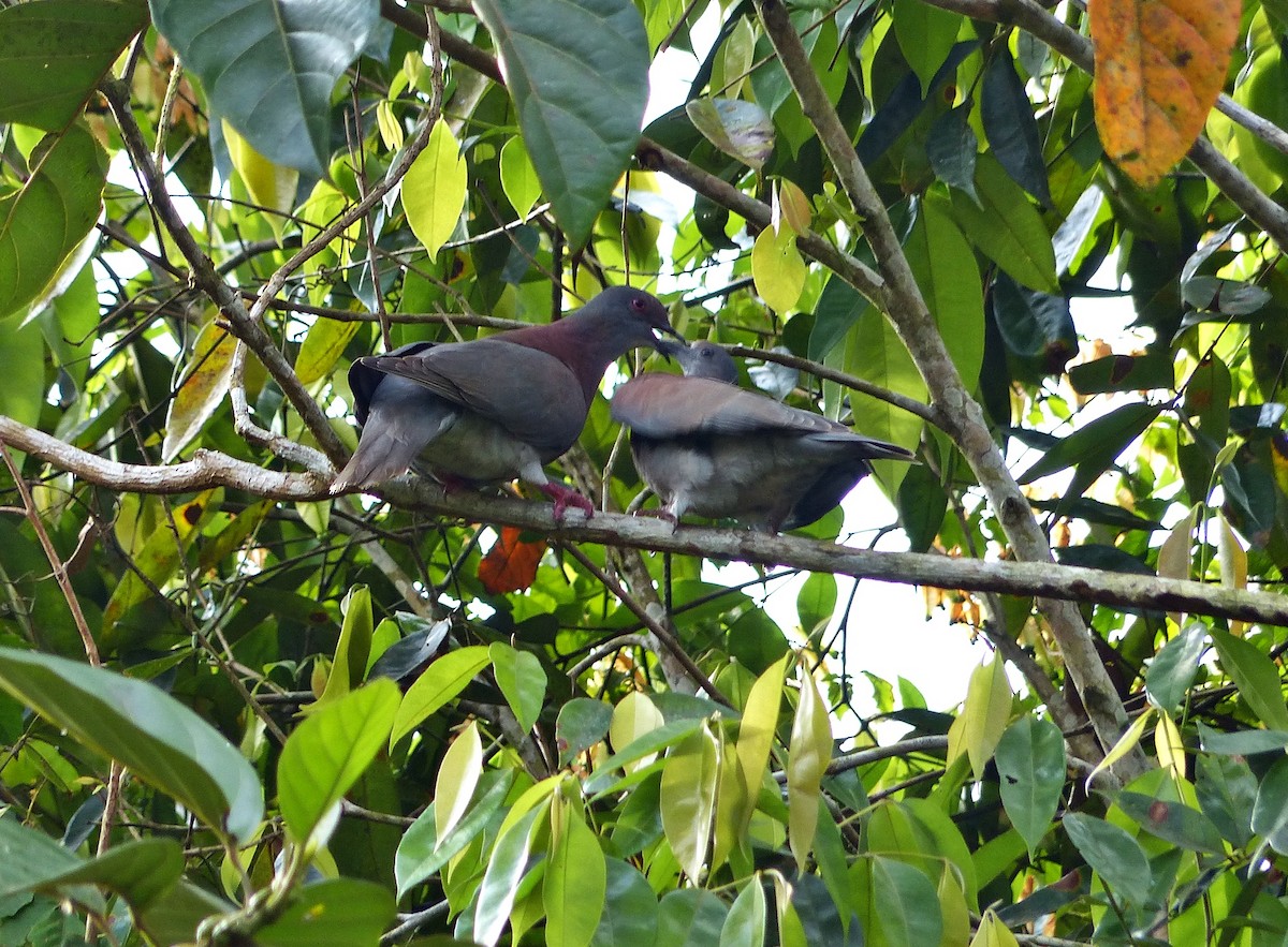 Pale-vented Pigeon - ML643839232