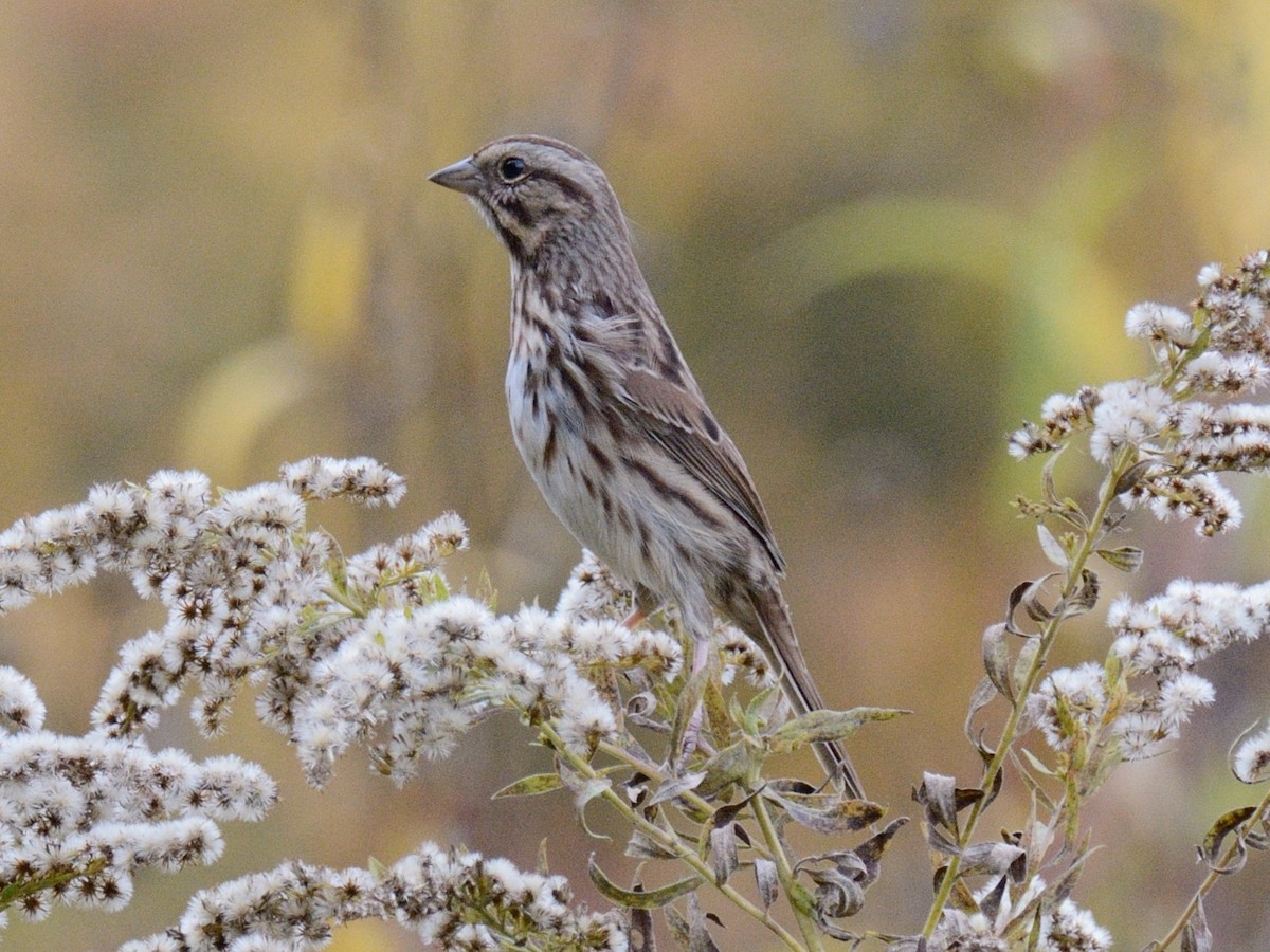 Song Sparrow (melodia/atlantica) - ML643839236