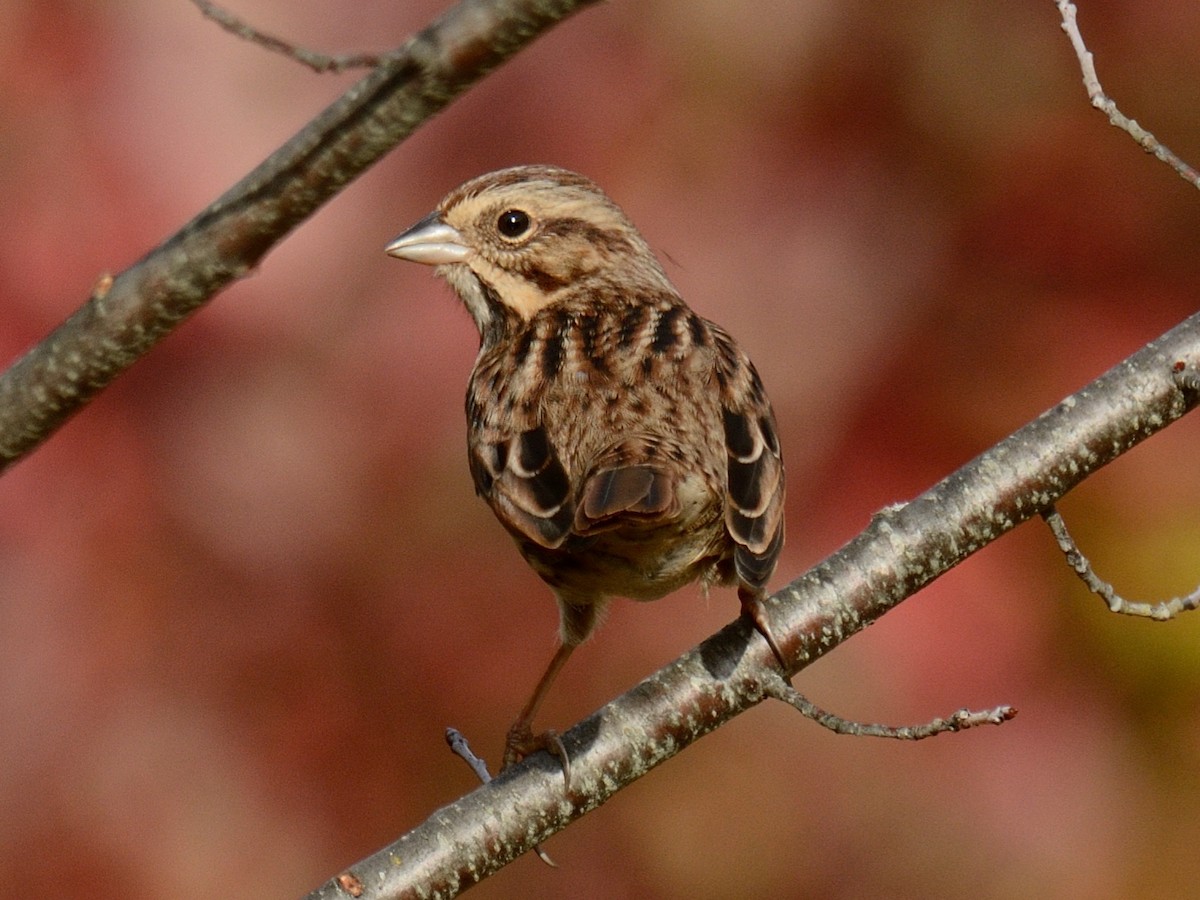 Song Sparrow (melodia/atlantica) - ML643839237