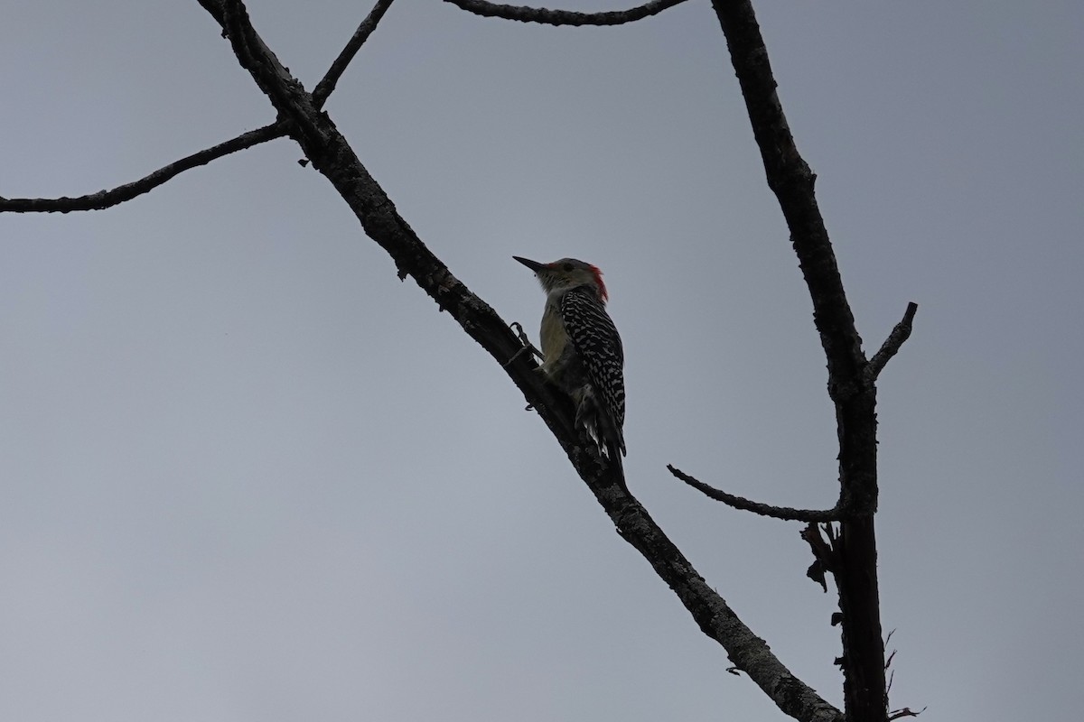 Red-bellied Woodpecker - ML643839244