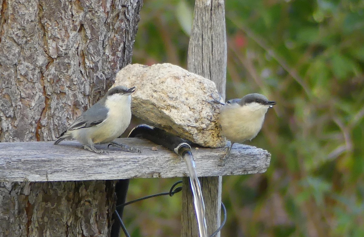 Pygmy Nuthatch - ML643839247