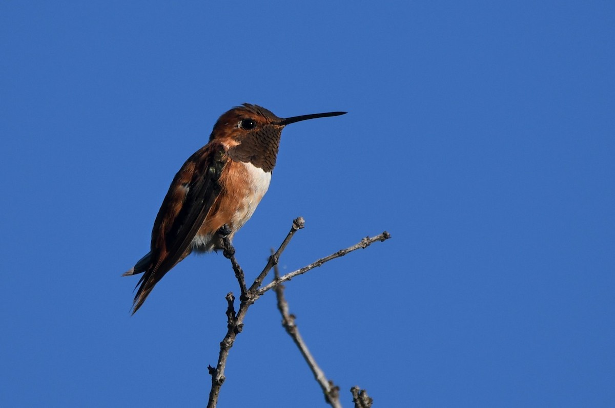 Rufous Hummingbird - ML643839249