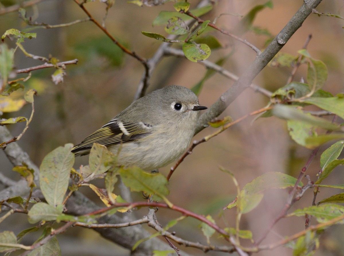 Ruby-crowned Kinglet - ML643839276