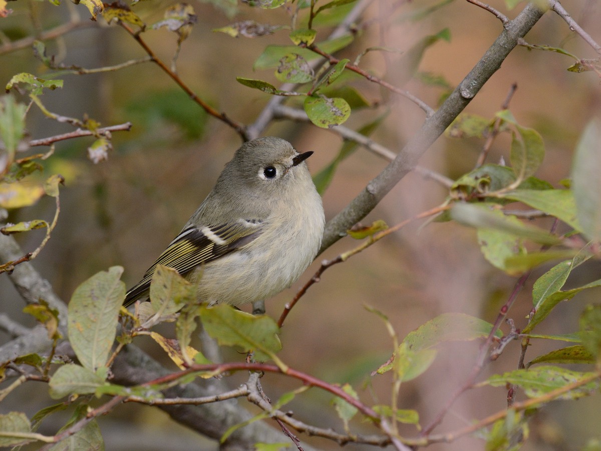 Ruby-crowned Kinglet - ML643839277