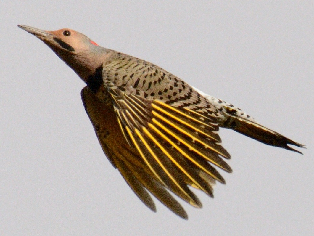 Northern Flicker (Yellow-shafted) - ML643839285