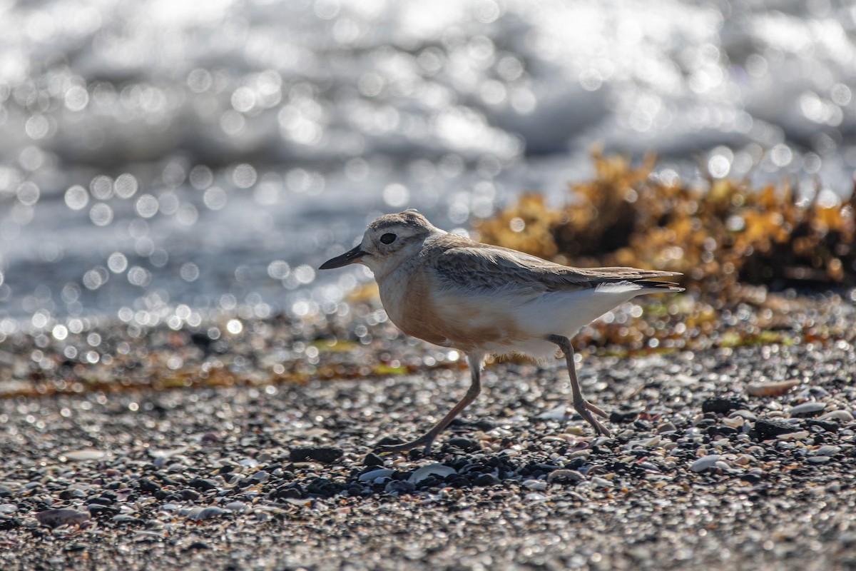 Red-breasted Dotterel - ML643839309