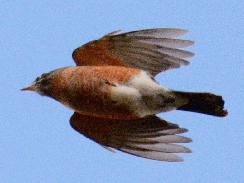 American Robin - ML643839314