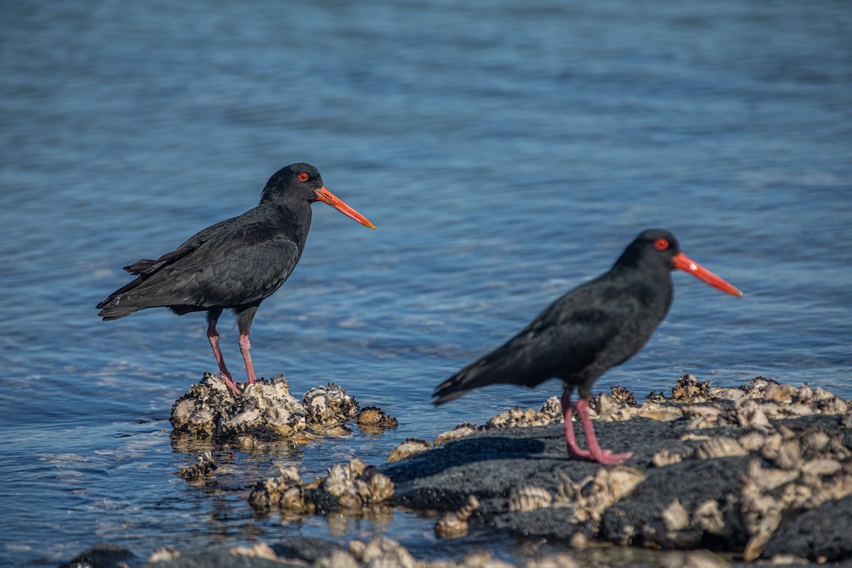 Huîtrier variable - ML643839316