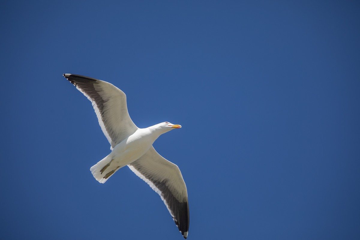 Kelp Gull - ML643839320