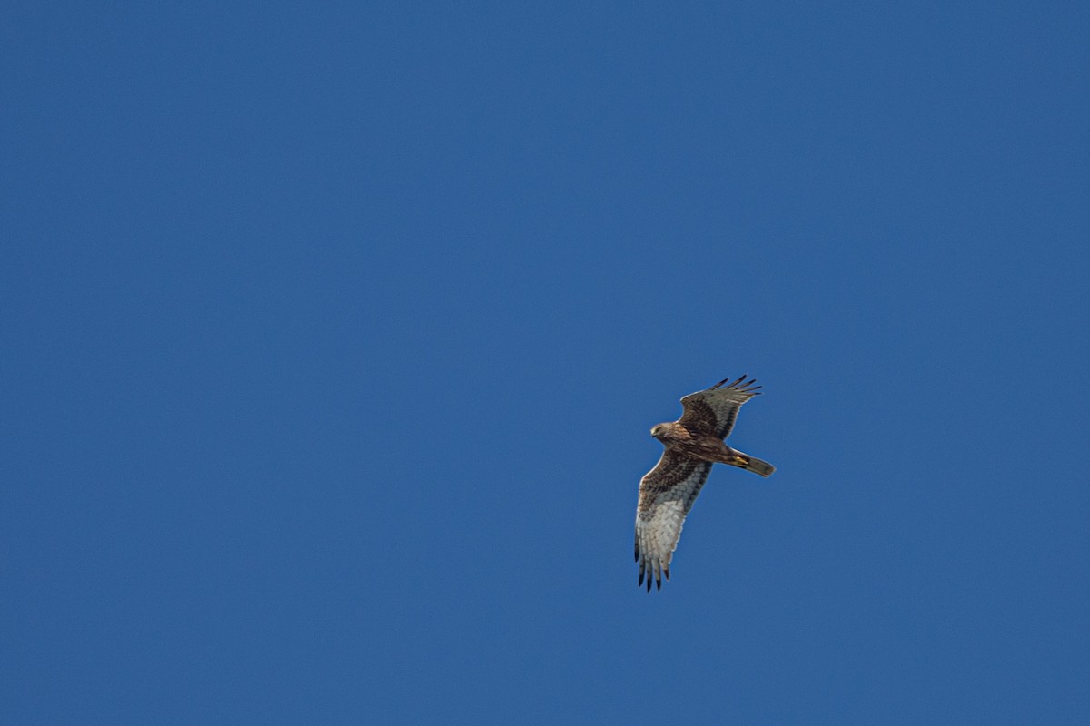 Swamp Harrier - ML643839332