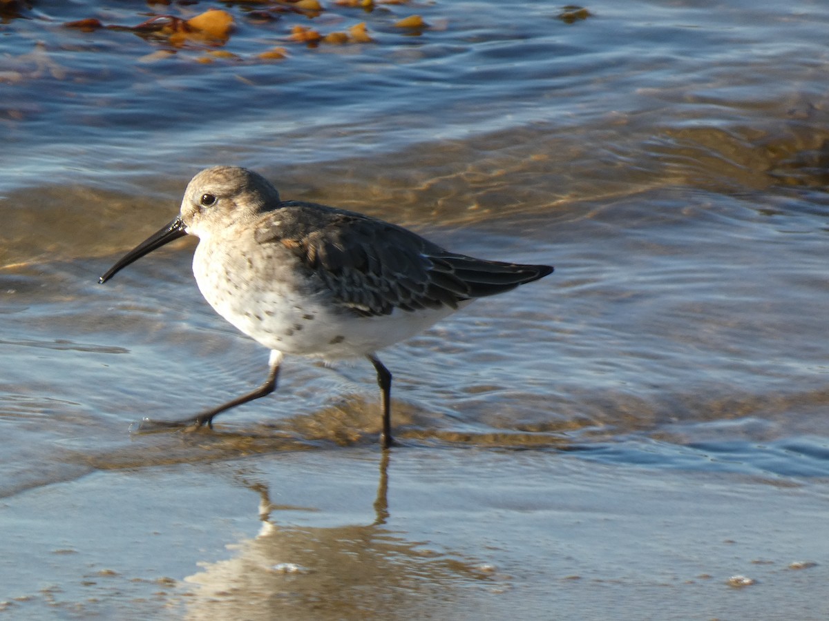Dunlin - ML643839334
