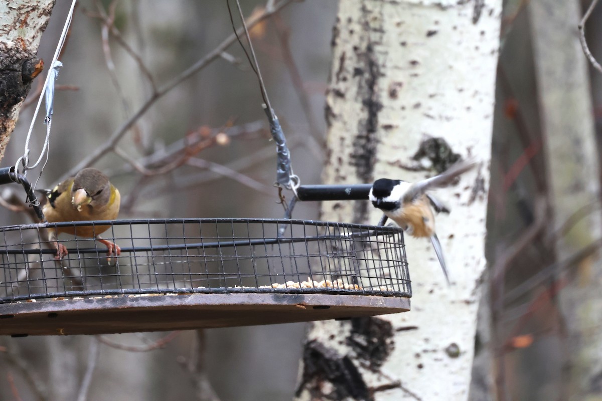 Black-capped Chickadee - ML643839419