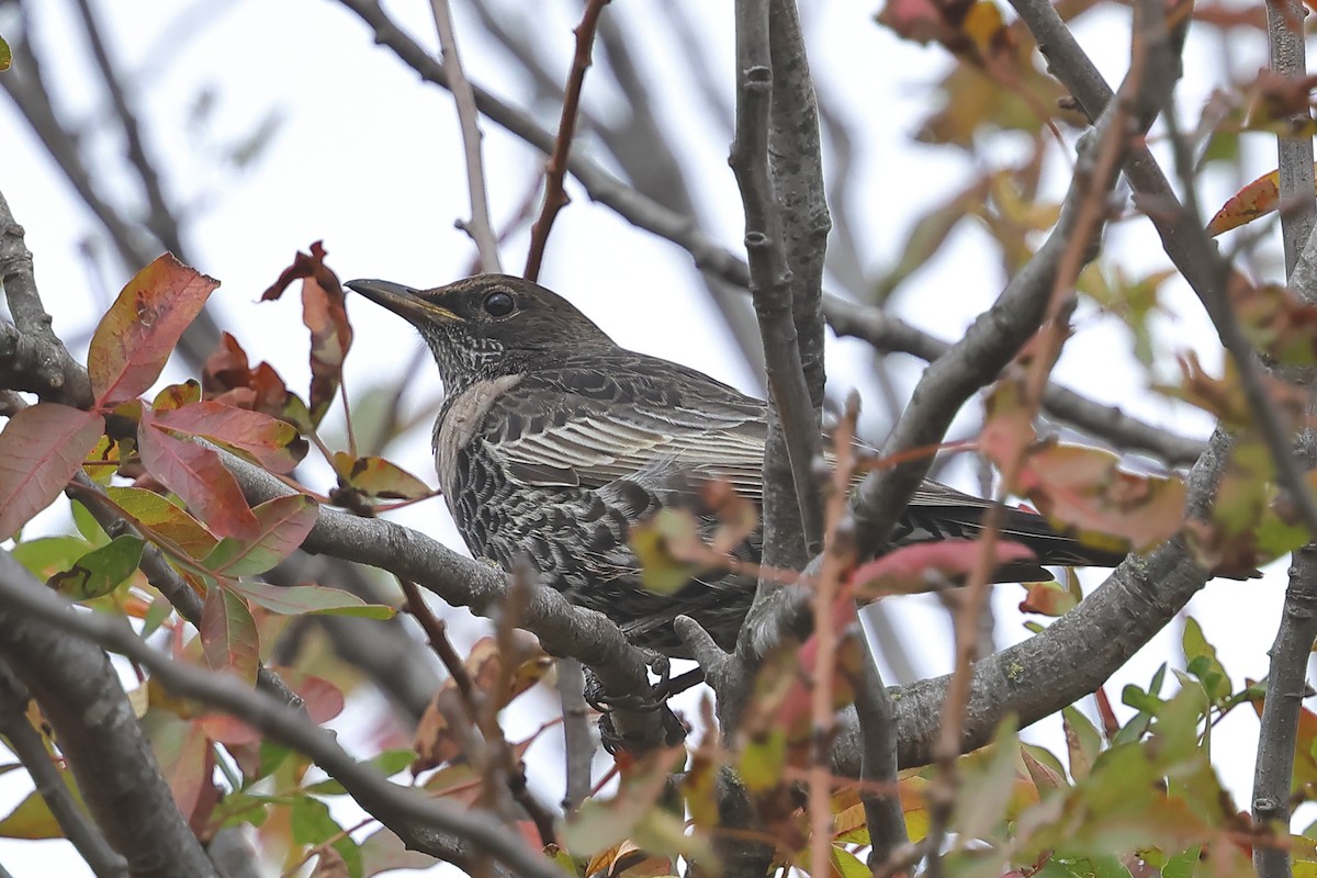 Ring Ouzel - ML643839425