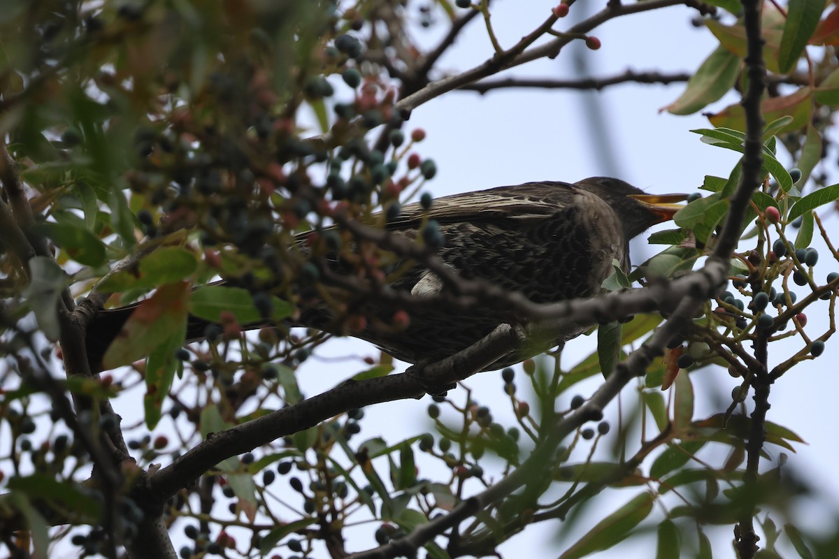 Ring Ouzel - ML643839426