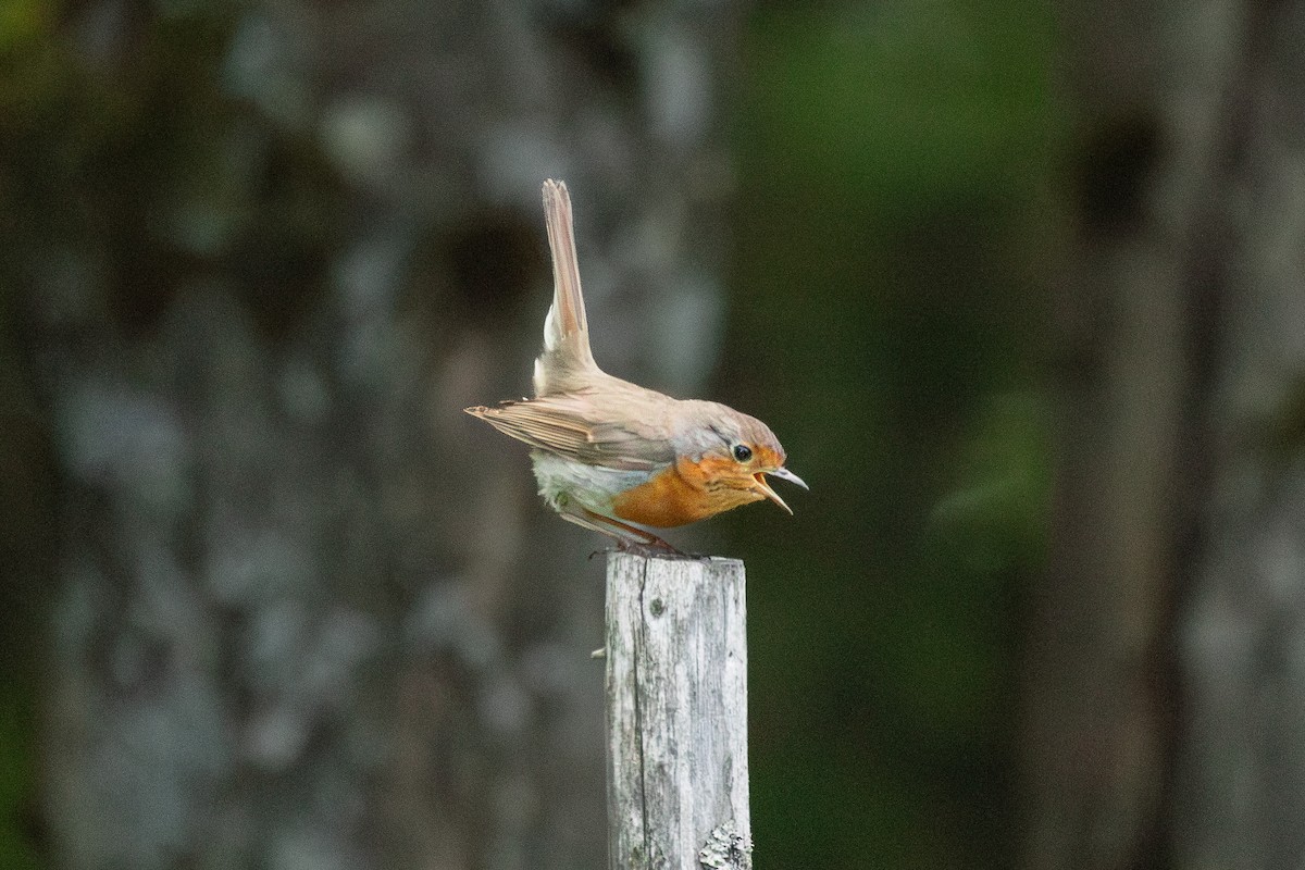 červenka obecná - ML643839429