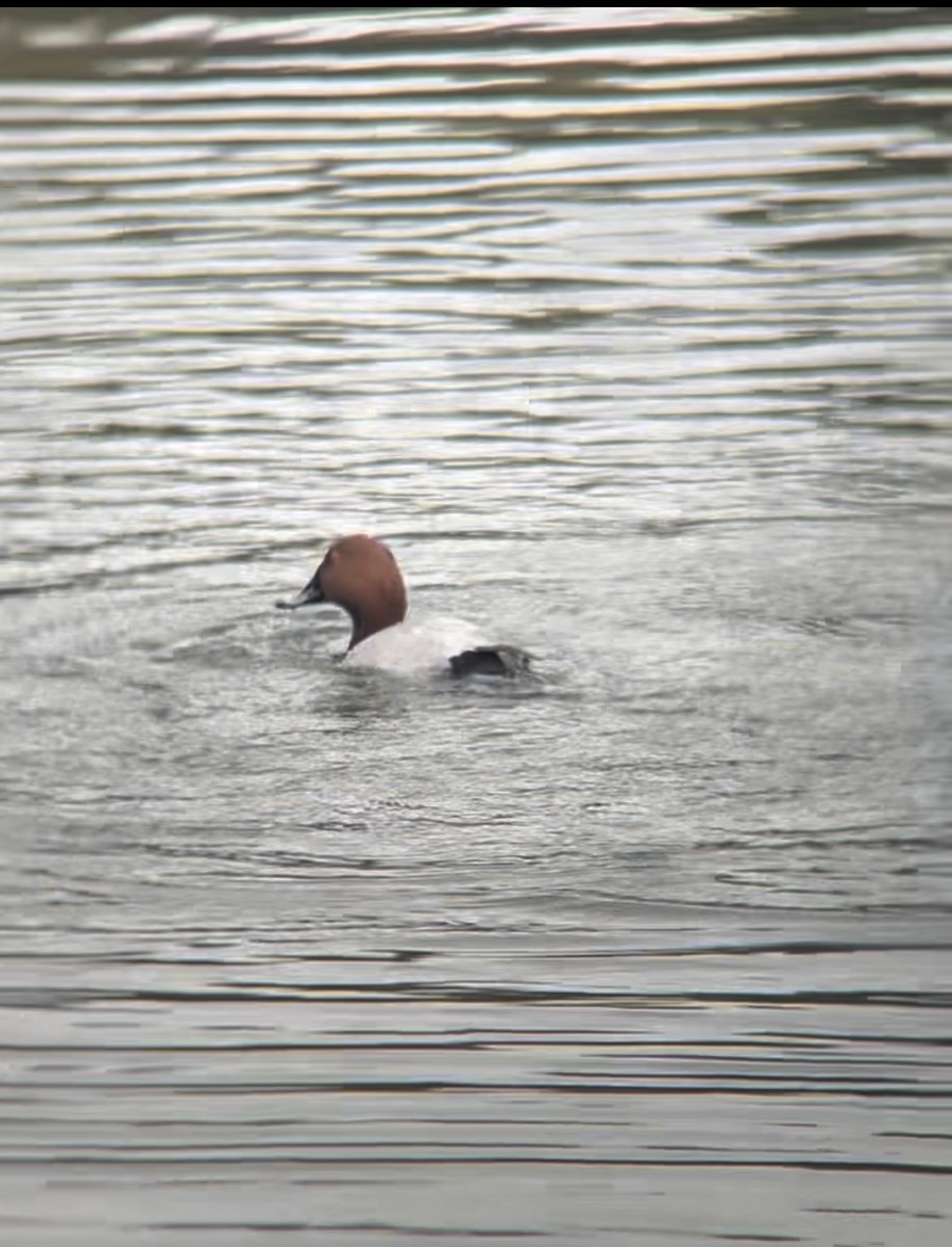 Common Pochard - ML643839464