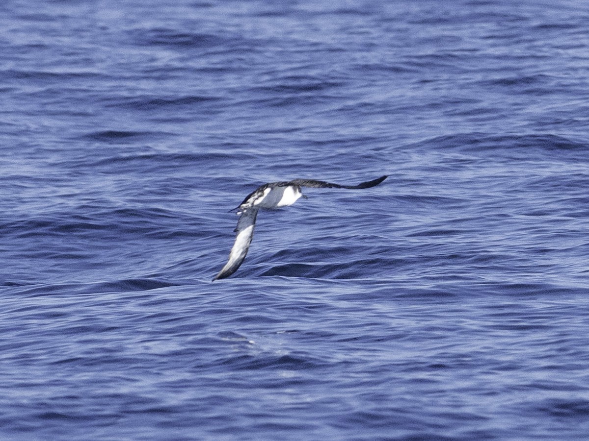 Puffin des Anglais - ML643839465