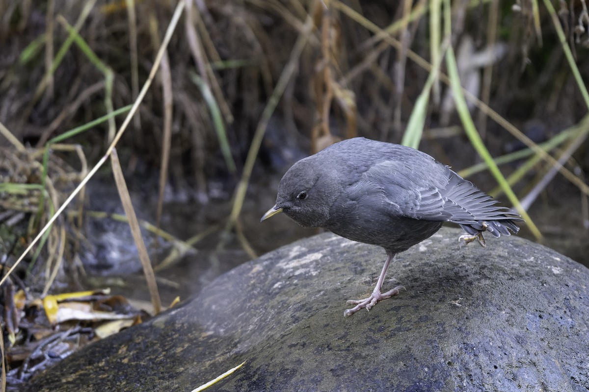 American Dipper - ML643839467