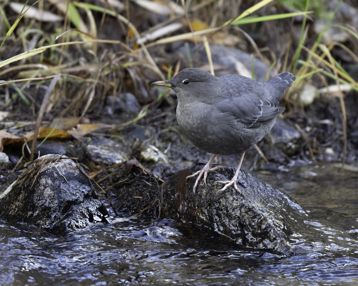 American Dipper - ML643839489