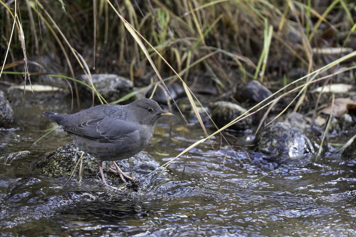 American Dipper - ML643839490
