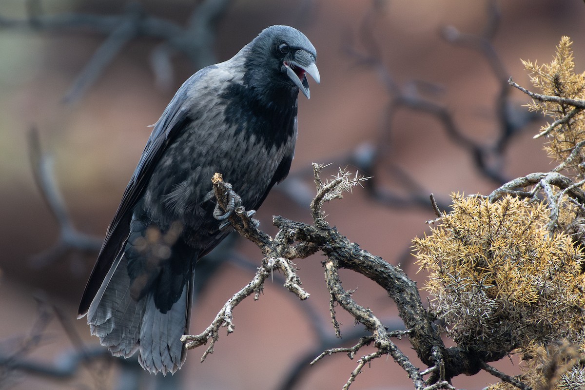Cornacchia nera x grigia (ibrido) - ML643839508