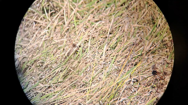 Short-eared Owl - ML643839525