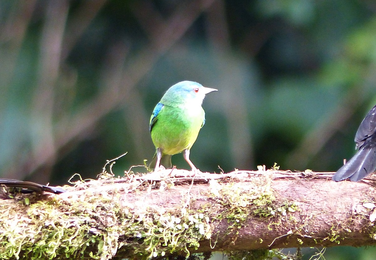 Blue Dacnis - ML643839526
